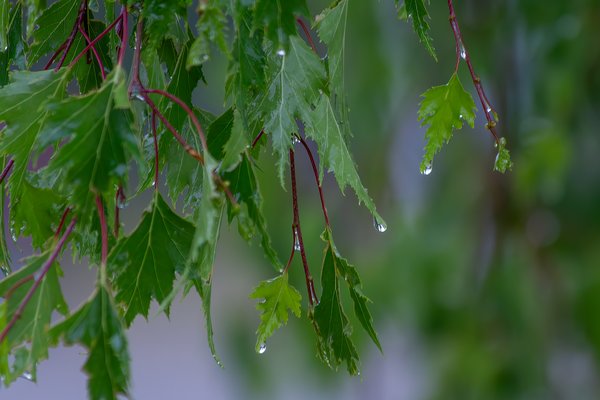 Leafy greens are good for you, My Front Yard, Strathmore, AB, 2024-06-15