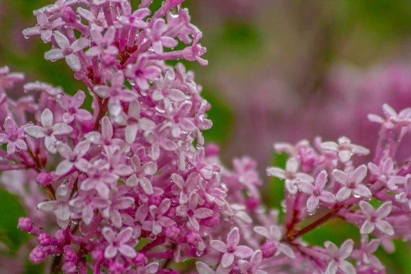 Wet behind the ears, My Front Yard, Strathmore, AB, 2024-06-15