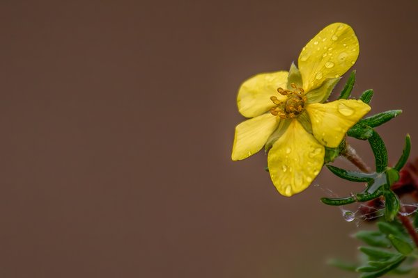 Mellow yellow, My Front Yard, Strathmore, AB, 2024-06-15