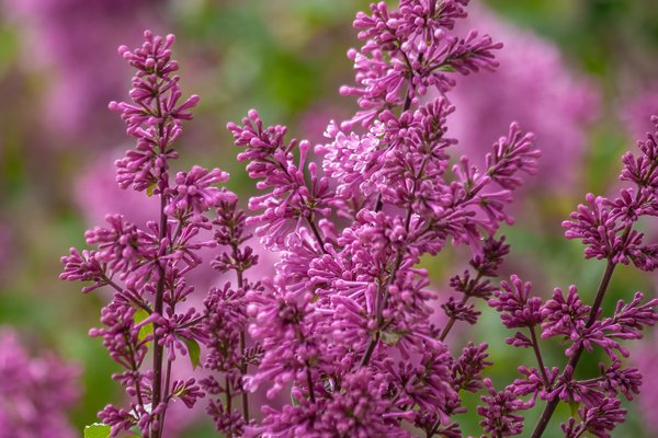 For the glory of the empire, Lilacs, My Front Yard, Strathmore, AB, 2024-06-16