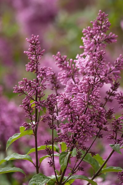 More leftovers, Lilacs, My Front Yard, Strathmore, AB, 2024-06-16