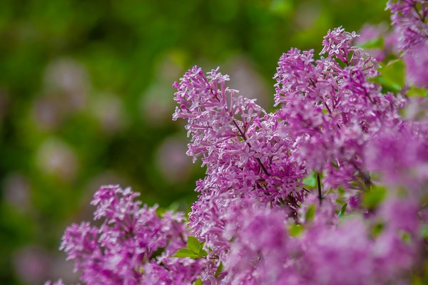 All bunched up, Lilacs, My Front Yard, Strathmore, AB, 2024-06-16
