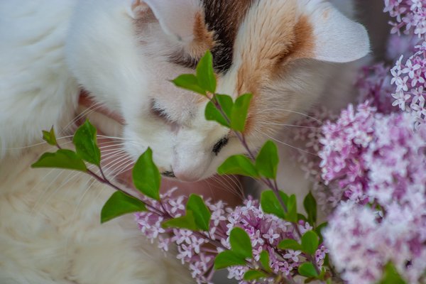 Lady and the lilacs, Lilacs, My Front Yard, Strathmore, AB, 2024-06-16