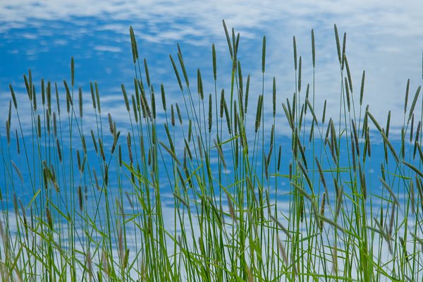 Reeds on the shore, Irrigation Canal on Thomas Drive, Strathmore, AB, 2024-06-18