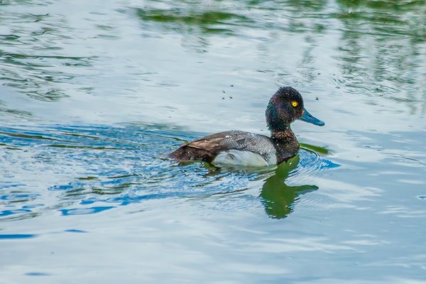 Everything's ducky, Irrigation canal along Thomas Drive, Strathmore, AB, 2024-06-17