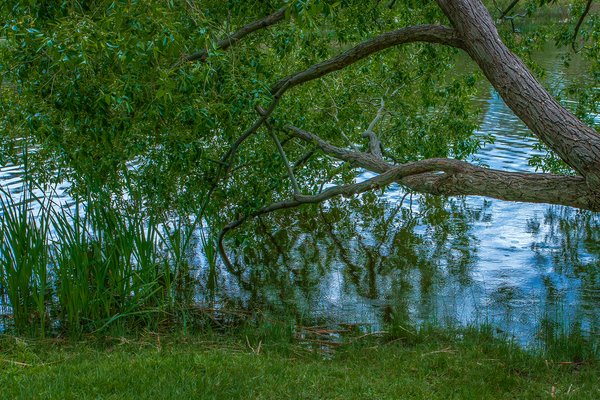 Gnarly, Kinsmen Park, Strathmore, AB, 2024-06-17