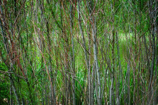 Feeling bushed, Kinsmen Park, Strathmore, AB, 2024-06-17