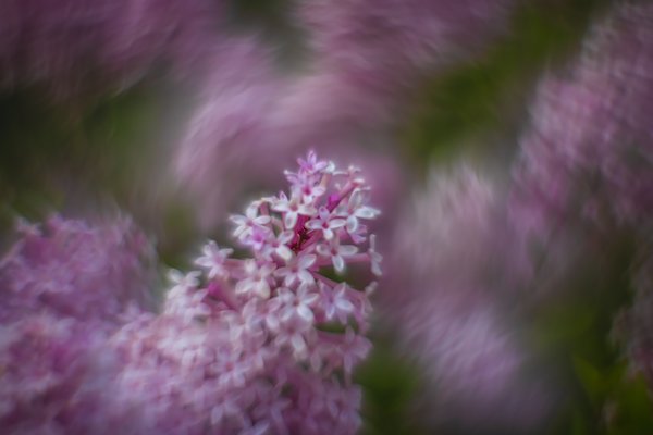 So the drama, Lilacs, My Front Yard, Strathmore, AB, 2024-06-18
