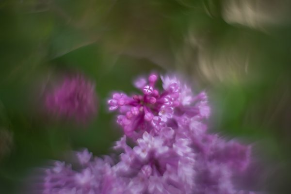 Shameless, Lilacs, My Front Yard, Strathmore, AB, 2024-06-18