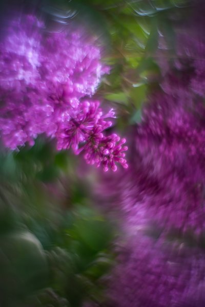 Low hanging fruit, Lilacs, My Front Yard, Strathmore, AB, 2024-06-18