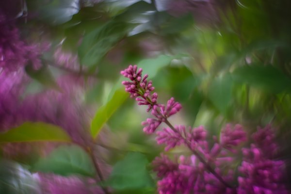 So spinny, Lilacs, My Front Yard, Strathmore, AB, 2024-06-18