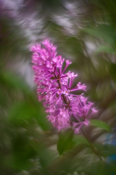 Reaping the whirlwind, Lilacs, My Front Yard, Strathmore, AB, 2024-06-18