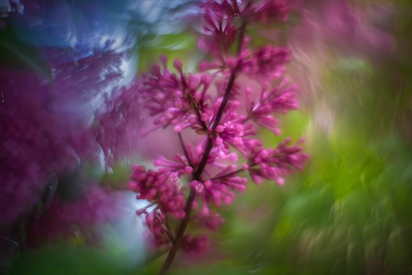 A rainbow of flavour, Lilacs, My Front Yard, Strathmore, AB, 2024-06-18