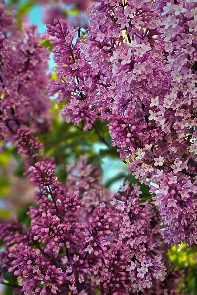 Welcome to the party pal, Lilacs, My Front Yard, Strathmore, AB, 2024-06-20