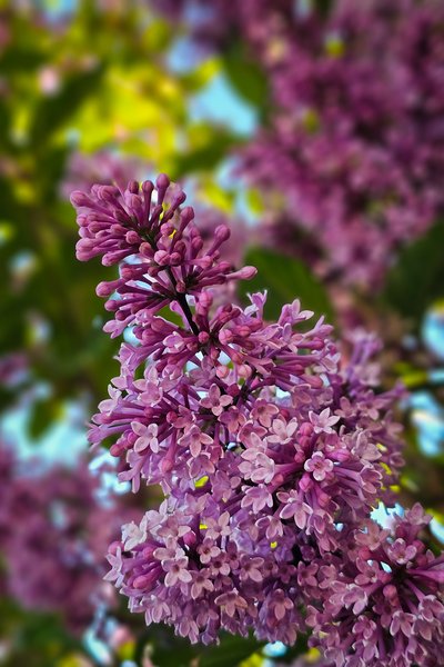 Stand up straight, Lilacs, My Front Yard, Strathmore, AB, 2024-06-20