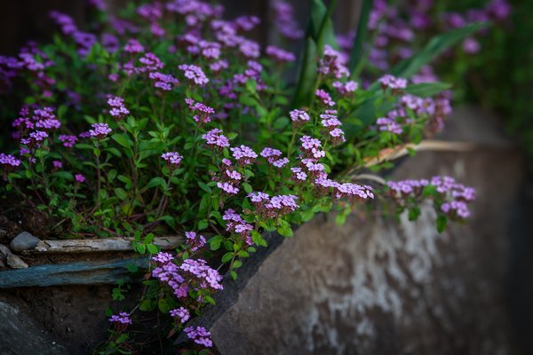 Soapwort, My Backyard, Strathmore, AB, 2024-06-21