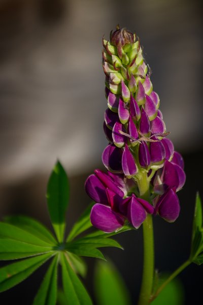 Lupin, My Backyard, Strathmore, AB, 2024-06-21