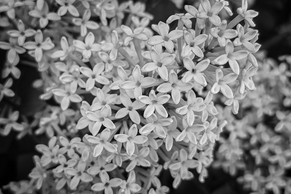 End of the purple reign, Lilacs, My Front Yard, Strathmore, AB, 2024-06-20