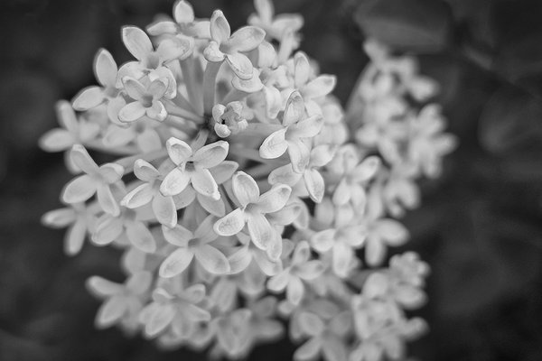 On the wane, Lilacs, My Front Yard, Strathmore, AB, 2024-06-20