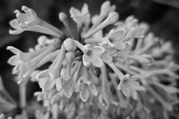 Last dance, Lilacs, My Front Yard, Strathmore, AB, 2024-06-20