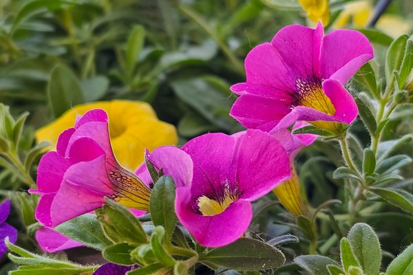 Something somethings, My Front Yard, Strathmore, AB, 2024-06-20