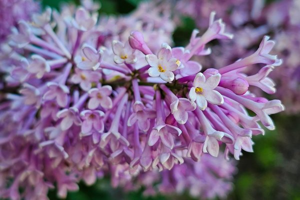 Stuck in the middle with you, Lilacs, My Front Yard, Strathmore, AB, 2024-06-20