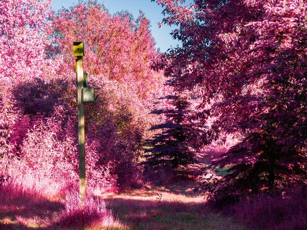 The back path, Landscape, Gray Park, Strathmore, AB, 2024-06-25