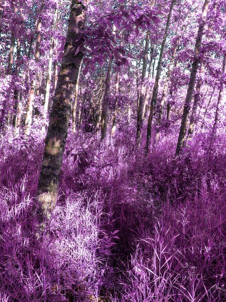 Purple path, Portrait, Gray Park, Strathmore, AB, 2024-06-25
