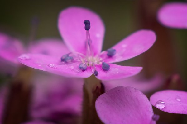 Soapwort Blossom, My Backyard, Strathmore, AB, 2024-06-26