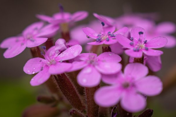 Soapwort Blossoms, My Backyard, Strathmore, AB, 2024-06-26