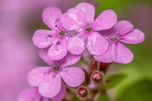 Soapwort Blossoms & Buds, My Backyard, Strathmore, AB, 2024-06-26