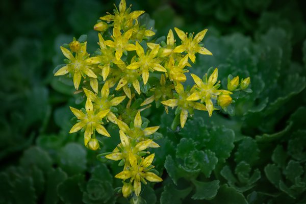 Gold and green, My Front Yard, Strathmore, AB, 2024-06-27