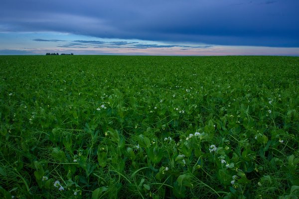 Pea field late in the evening under unsettled skies, Wheatland County, AB, 2024-06-30