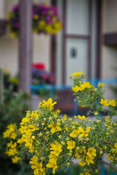 Full frontal, My Front Yard, Strathmore, AB, 2024-06-30