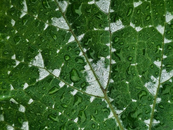 Rain catcher, My Front Yard, Strathmore, AB, 2024-06-30