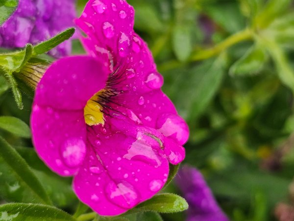 More pink for your pallette, My Front Yard, Strathmore, AB, 2024-06-30