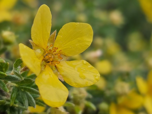 Potentilla blossom, My Front Yard, Strathmore, AB, 2024-06-30