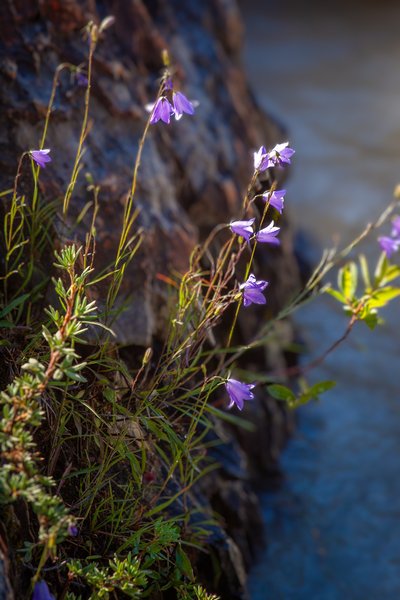 Life on the edge, Natural Land Bridge, Yoho National Park, BC, 2024-07-11