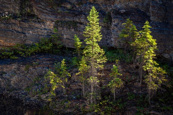 Standout performance, Natural Land Bridge, Yoho National Park, BC, 2024-07-11