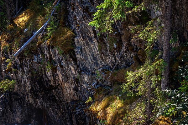 Life in the shade, Natural Land Bridge, Yoho National Park, BC, 2024-07-11