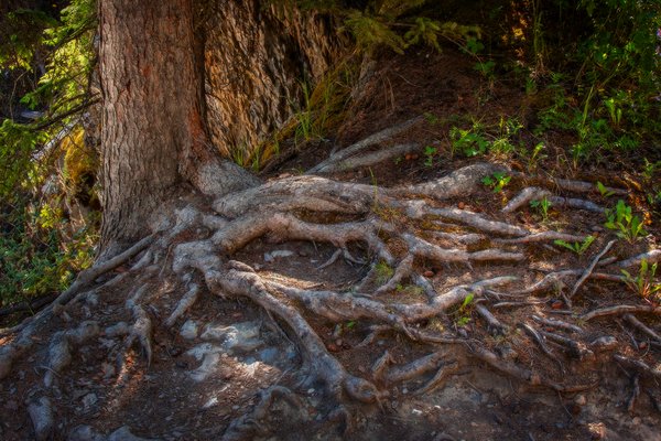 Tree roots, Natural Land Bridge, Yoho National Park, BC, 2024-07-11