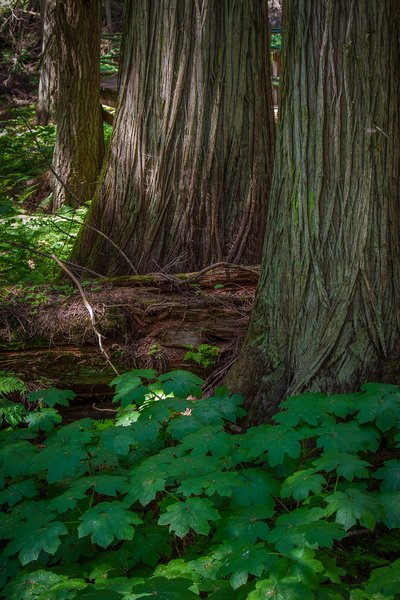 Triple trunks, Hemlock Grove Boardwalk, BC, 2024-07-11