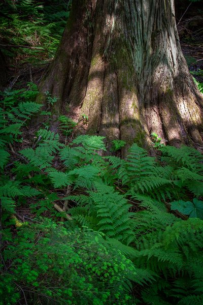 Dem toes again, Hemlock Grove Boardwalk, BC, 2024-07-11