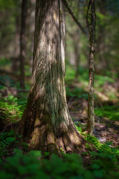 Big toes, Hemlock Grove Boardwalk, BC, 2024-07-11