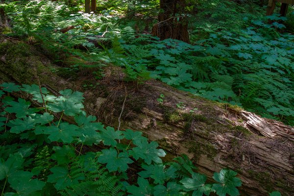 The fallen, Hemlock Grove Boardwalk, BC, 2024-07-11