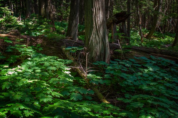 Busy scene, Hemlock Grove Boardwalk, BC, 2024-07-11