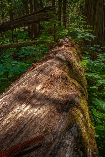 Logging serious hours, Hemlock Grove Boardwalk, BC, 2024-07-11