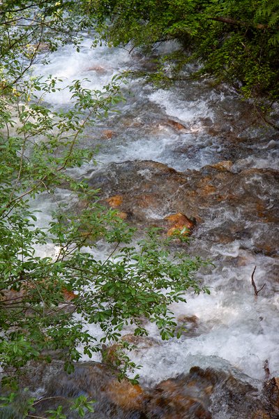 Water runs through it, Skunk Cabbage Boardwalk, BC, 2024-07-11