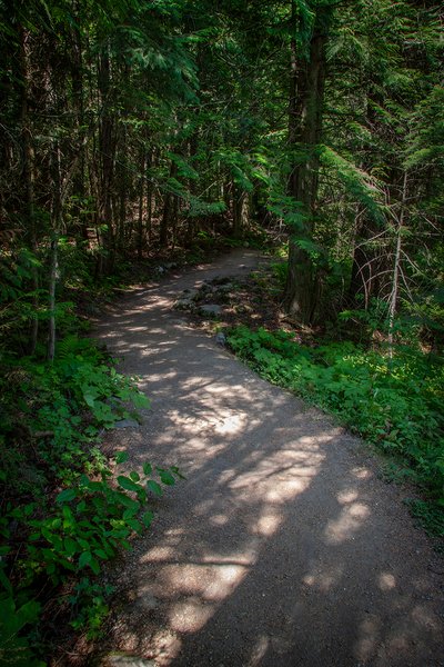 Stick to the path, Skunk Cabbage Boardwalk, BC, 2024-07-11