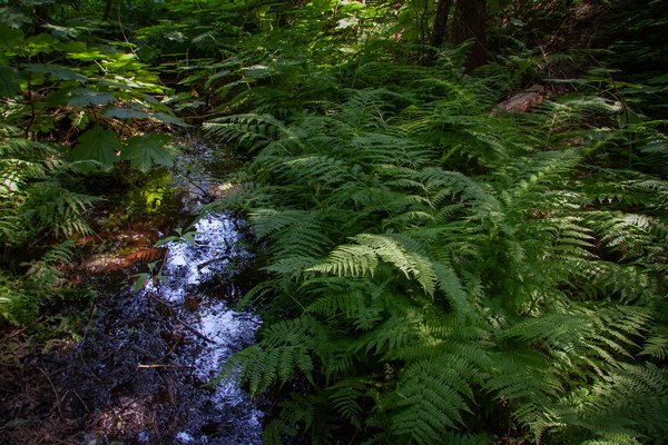 The trickle slowed down to a tickle, Skunk Cabbage Boardwalk, BC, 2024-07-11